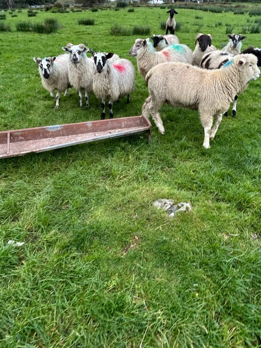 Vasectomised teaser ram lambs - Image 2