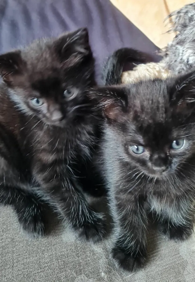 Kittens - Image 3