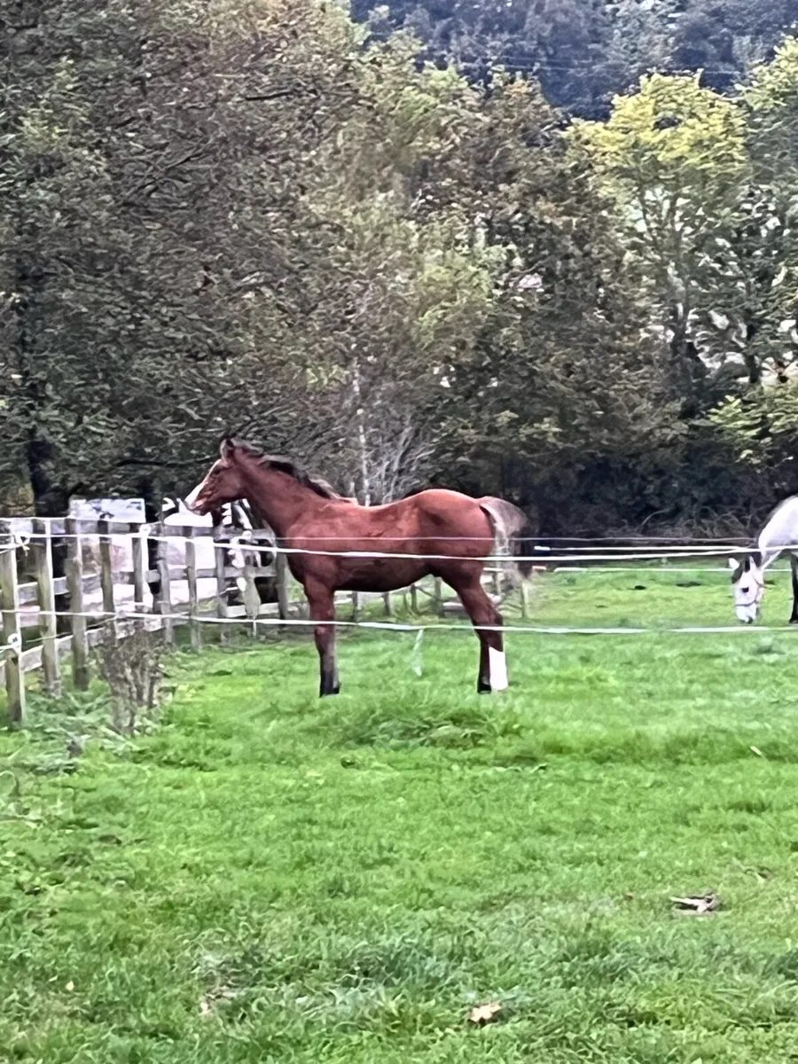 Bay Colt foal - Image 1