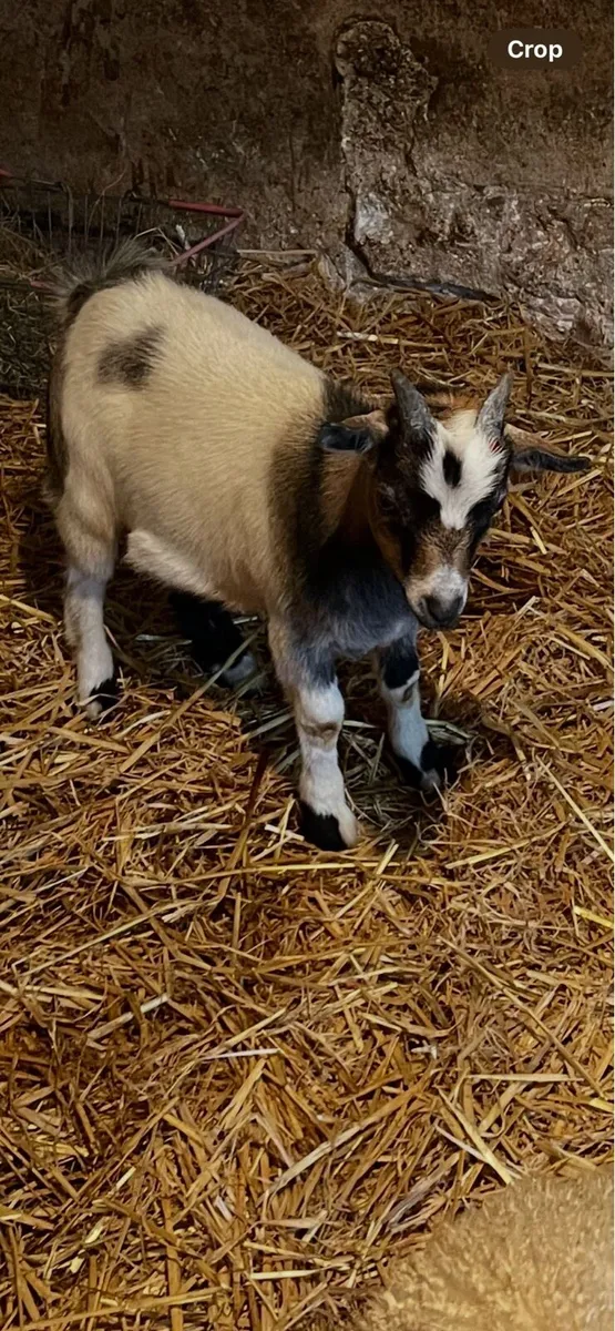 Pygmy goat