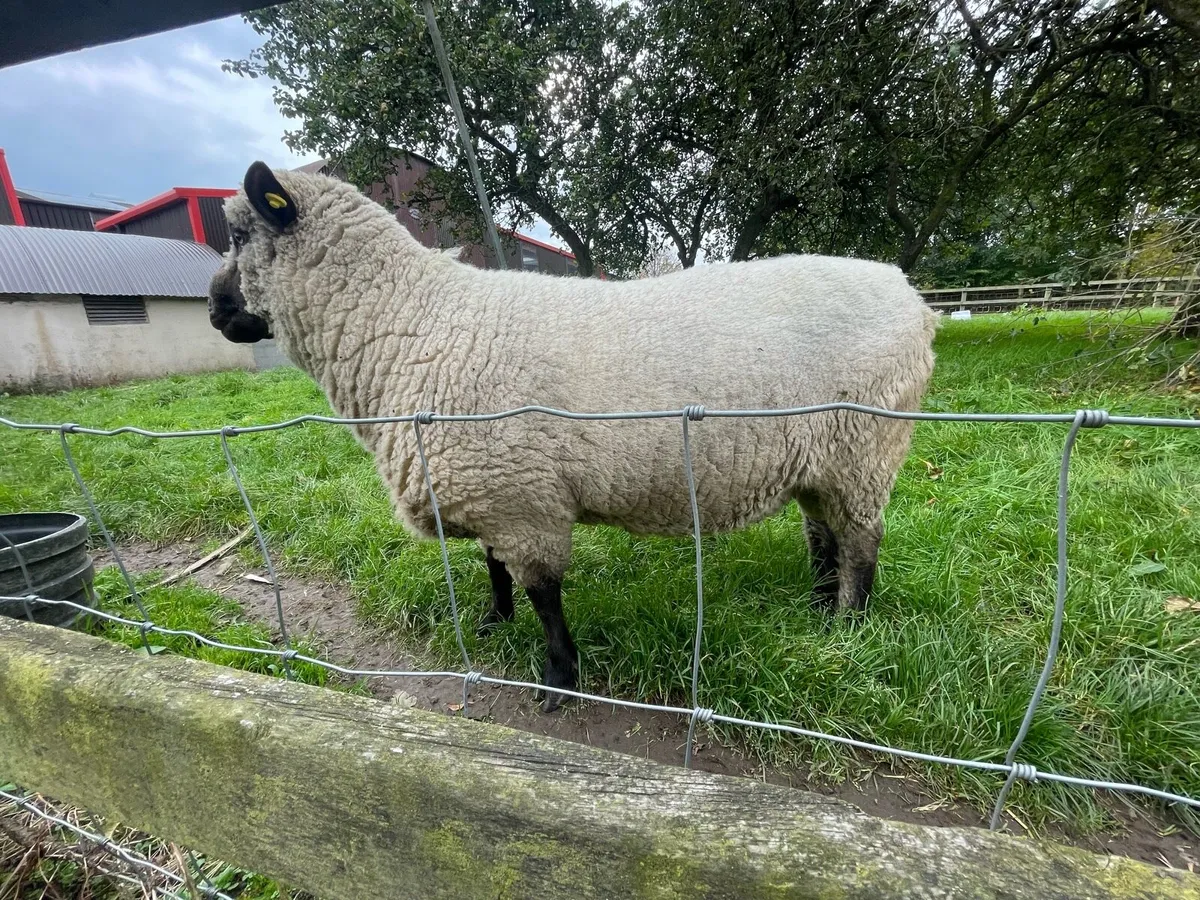 Shropshire Ram - Image 2
