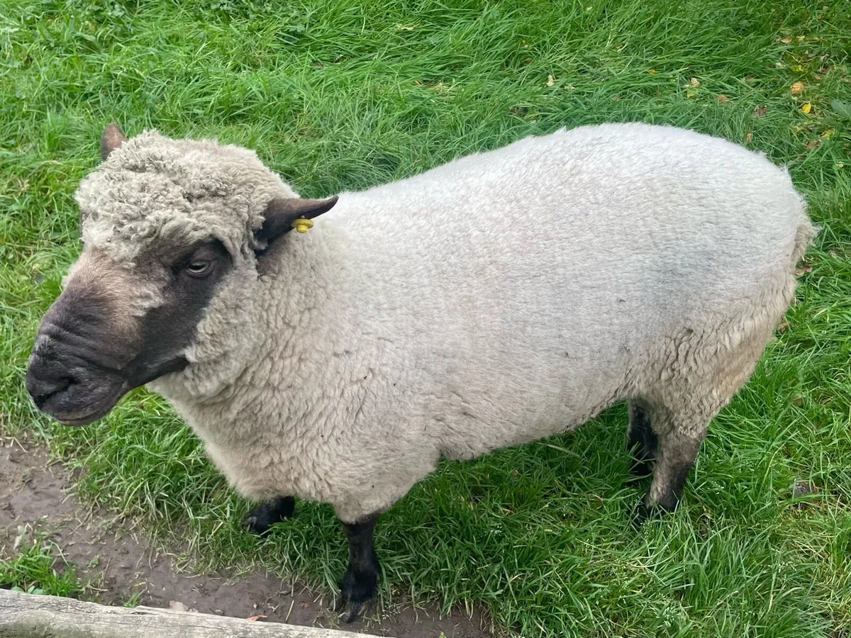 Shropshire Ram - Image 3