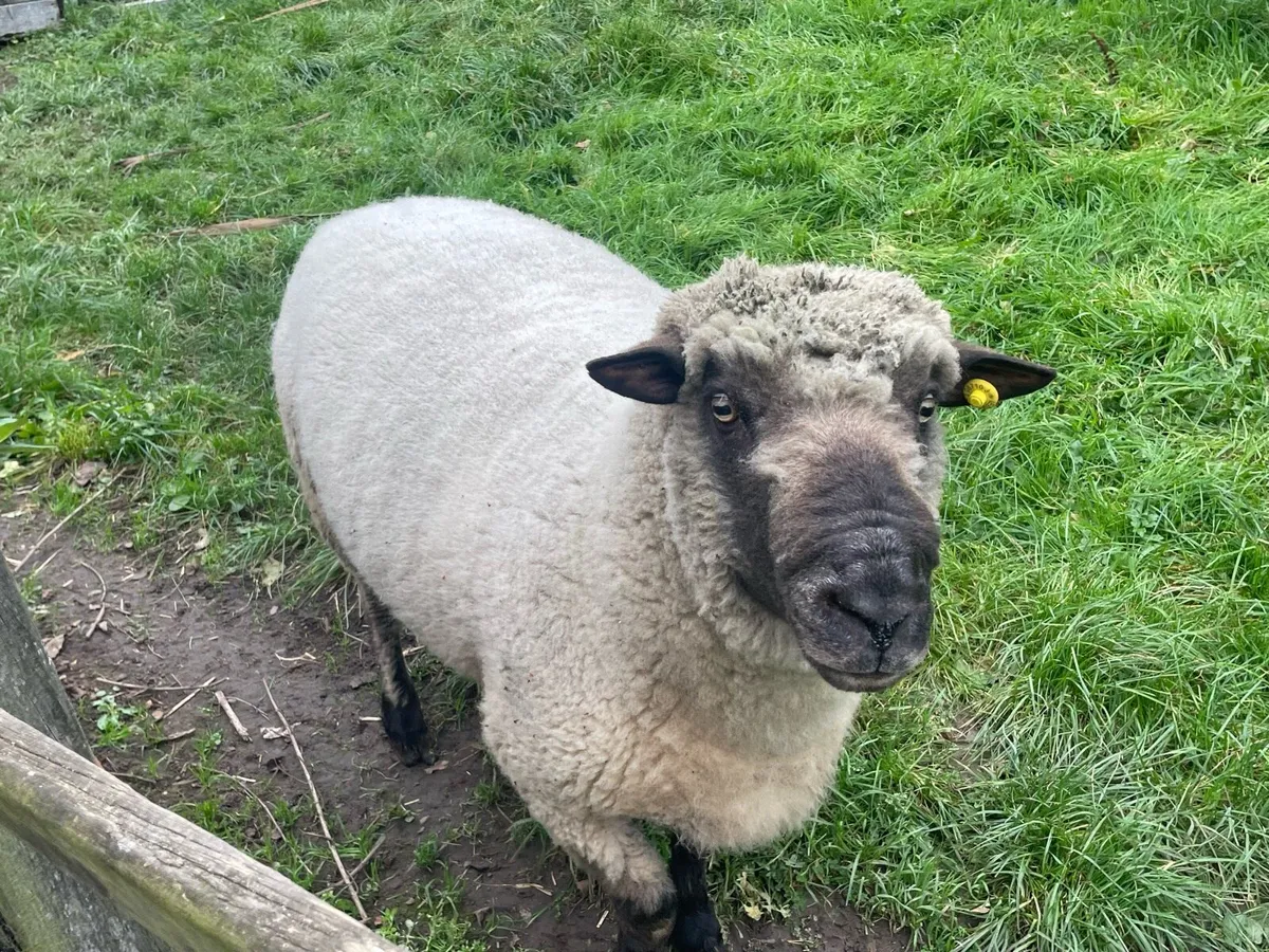 Shropshire Ram - Image 1
