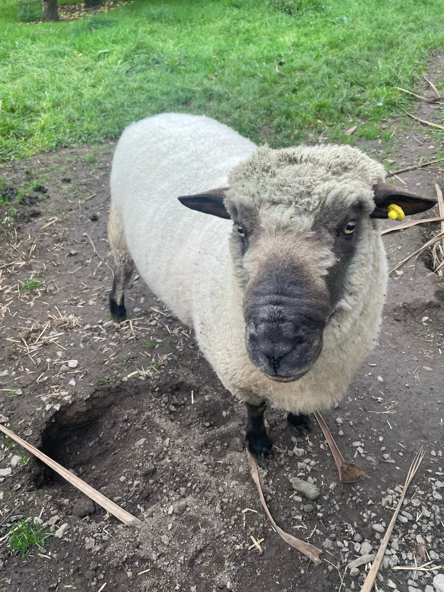 Shropshire Ram - Image 4