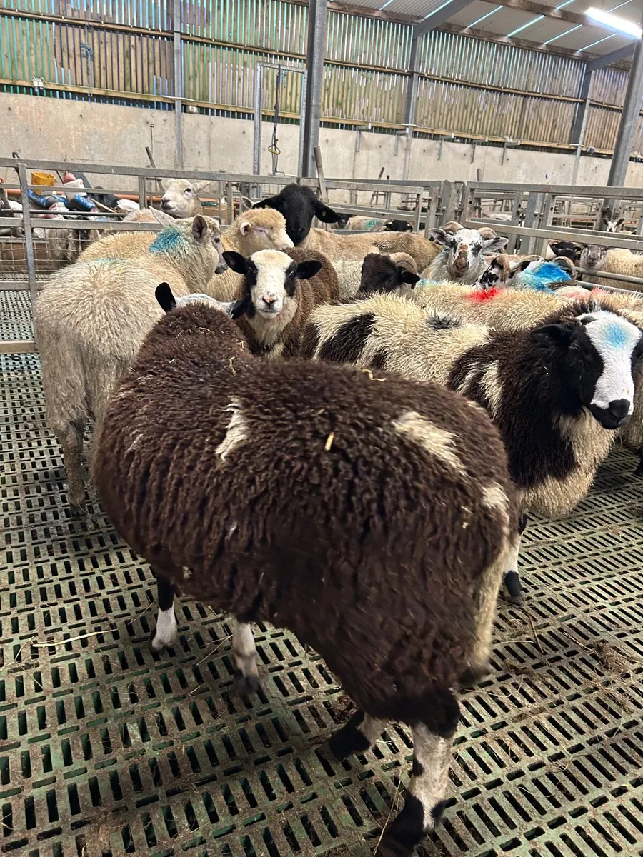 Vasectomised teaser ram lambs - Image 3