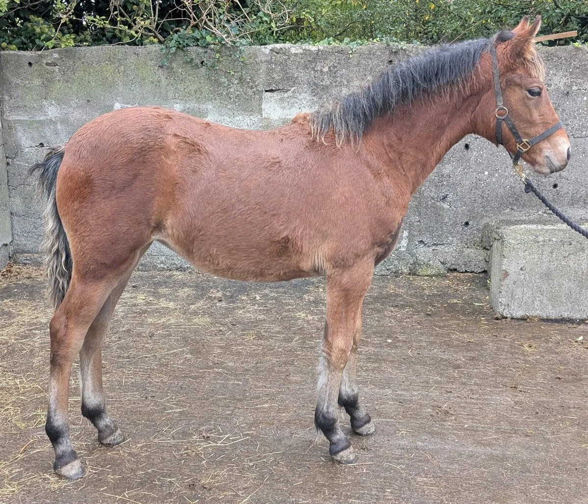 Connemara filly foals - Image 2