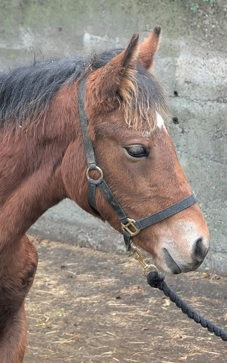 Connemara filly foals - Image 3