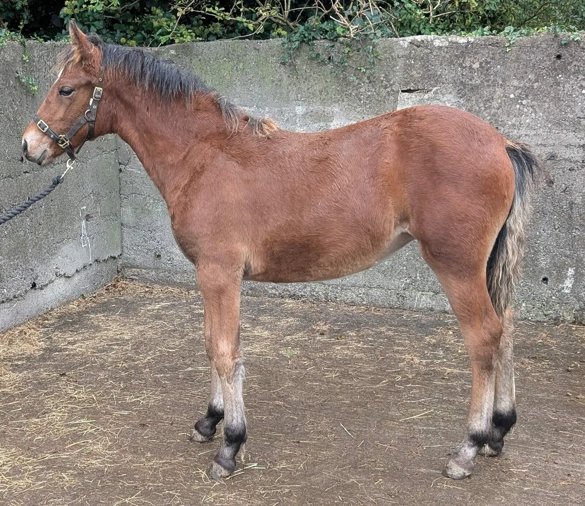 Connemara filly foals - Image 1