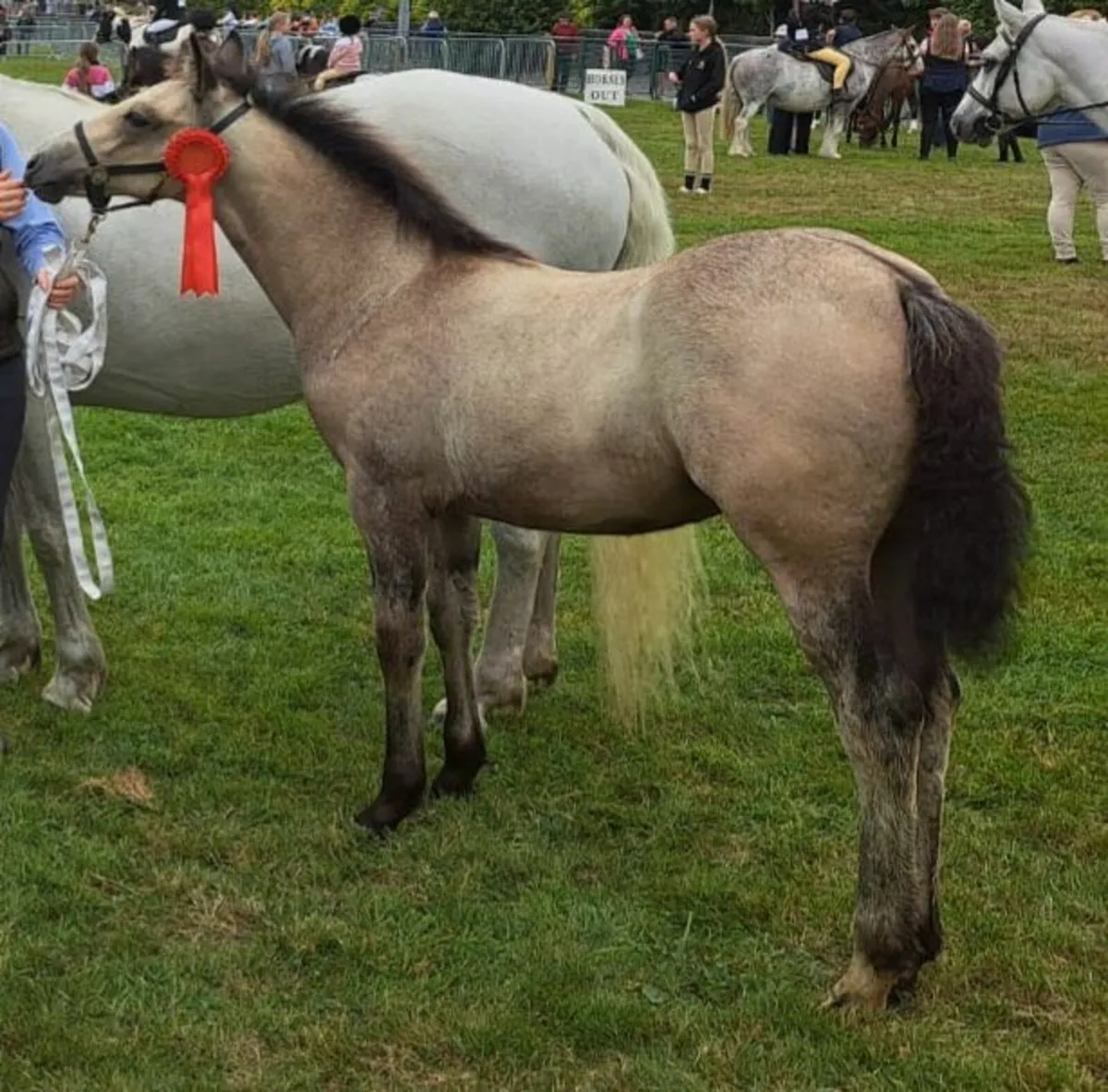 Connemara Filly Foal - Image 1