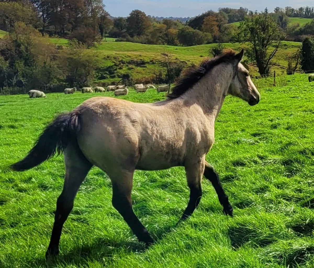 Connemara Filly Foal - Image 2