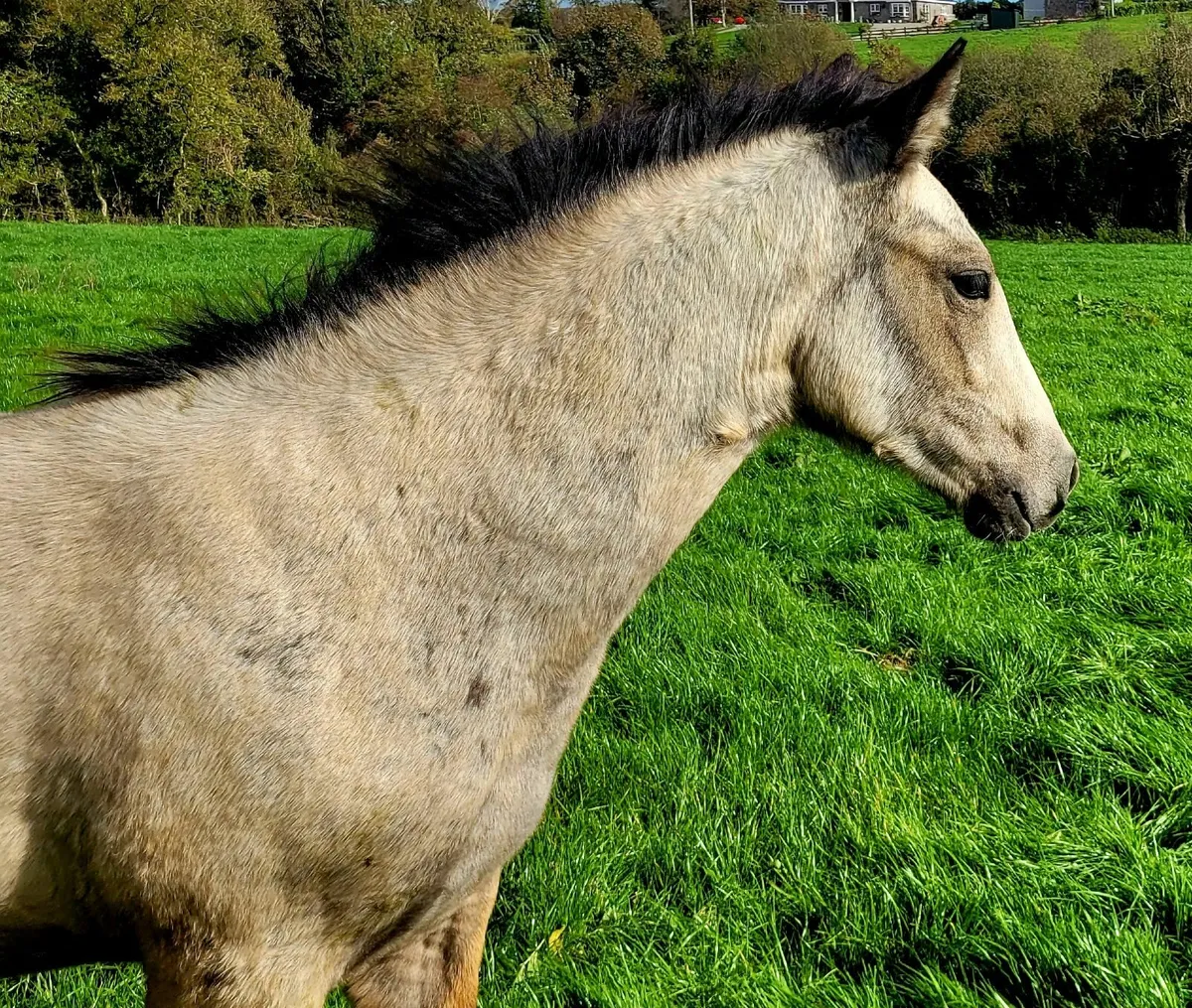 Connemara Filly Foal - Image 3