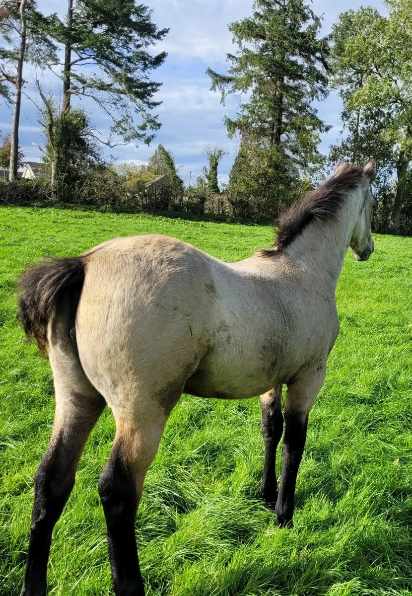 Connemara Filly Foal - Image 4