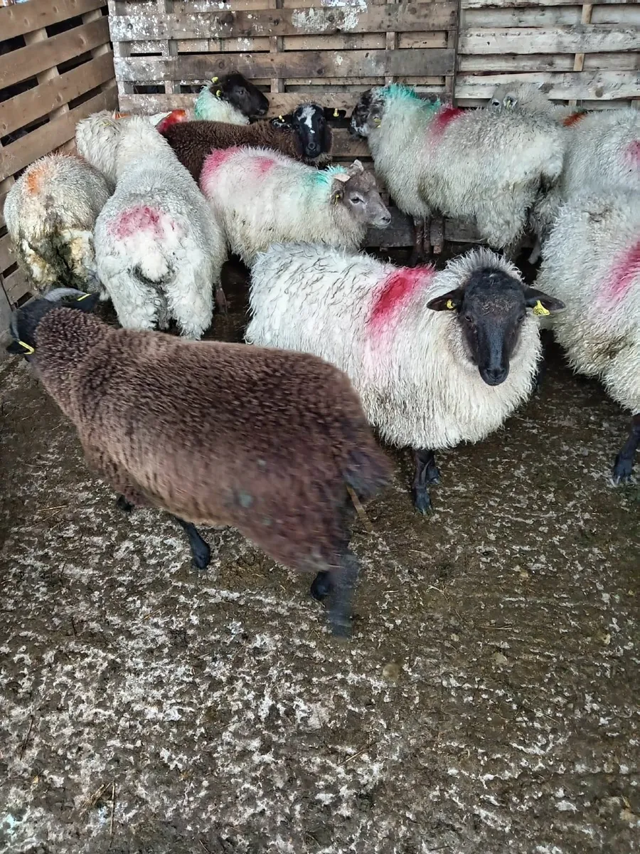 12 crossbred ewe lambs,Bangor Erris, - Image 1