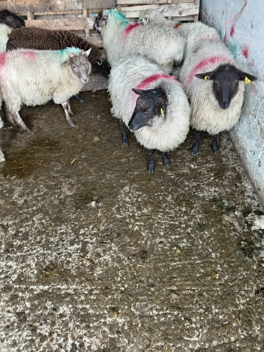12 crossbred ewe lambs,Bangor Erris, - Image 2