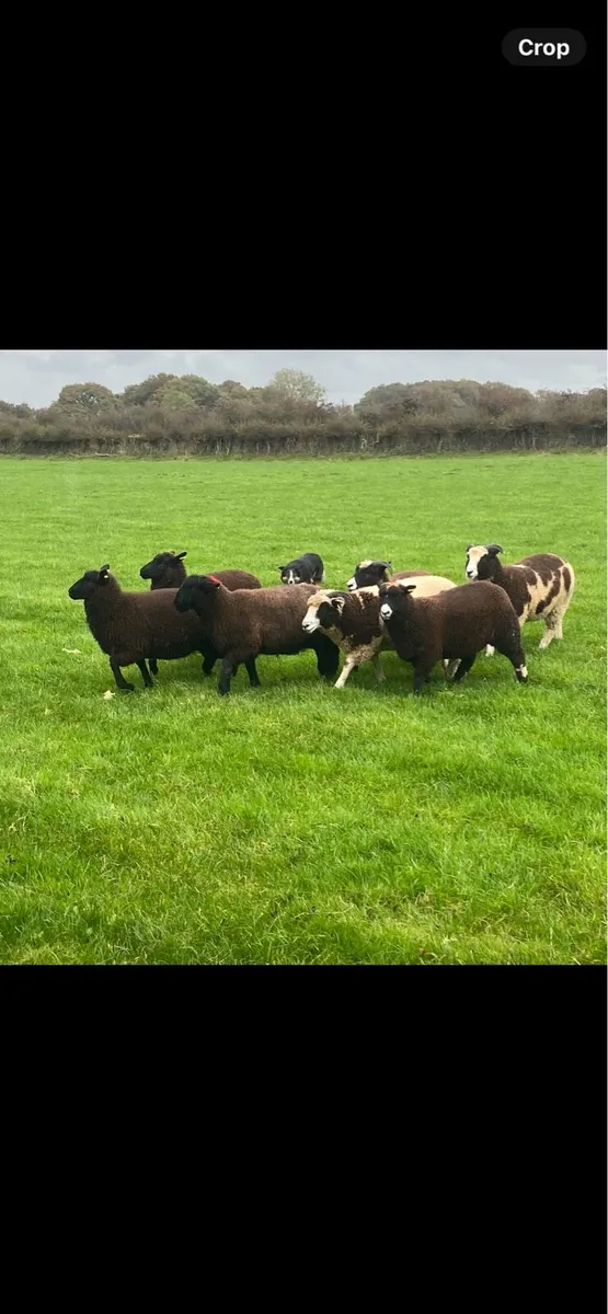 Jacob cross ewe lambs - Image 1