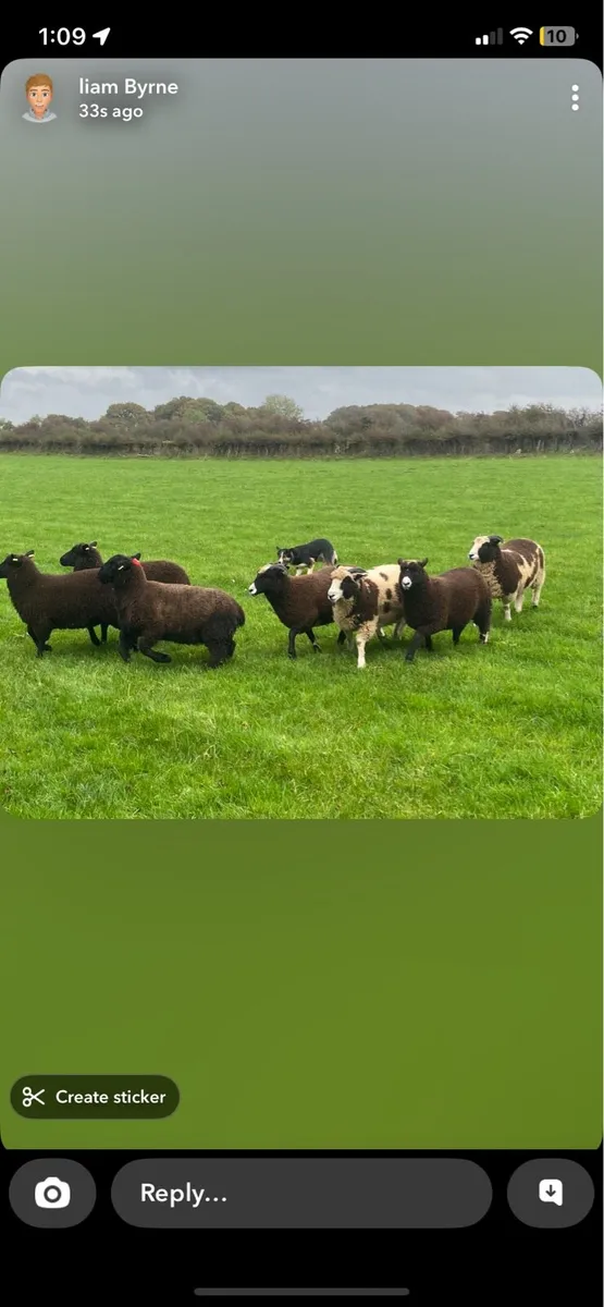 Jacob cross ewe lambs - Image 2