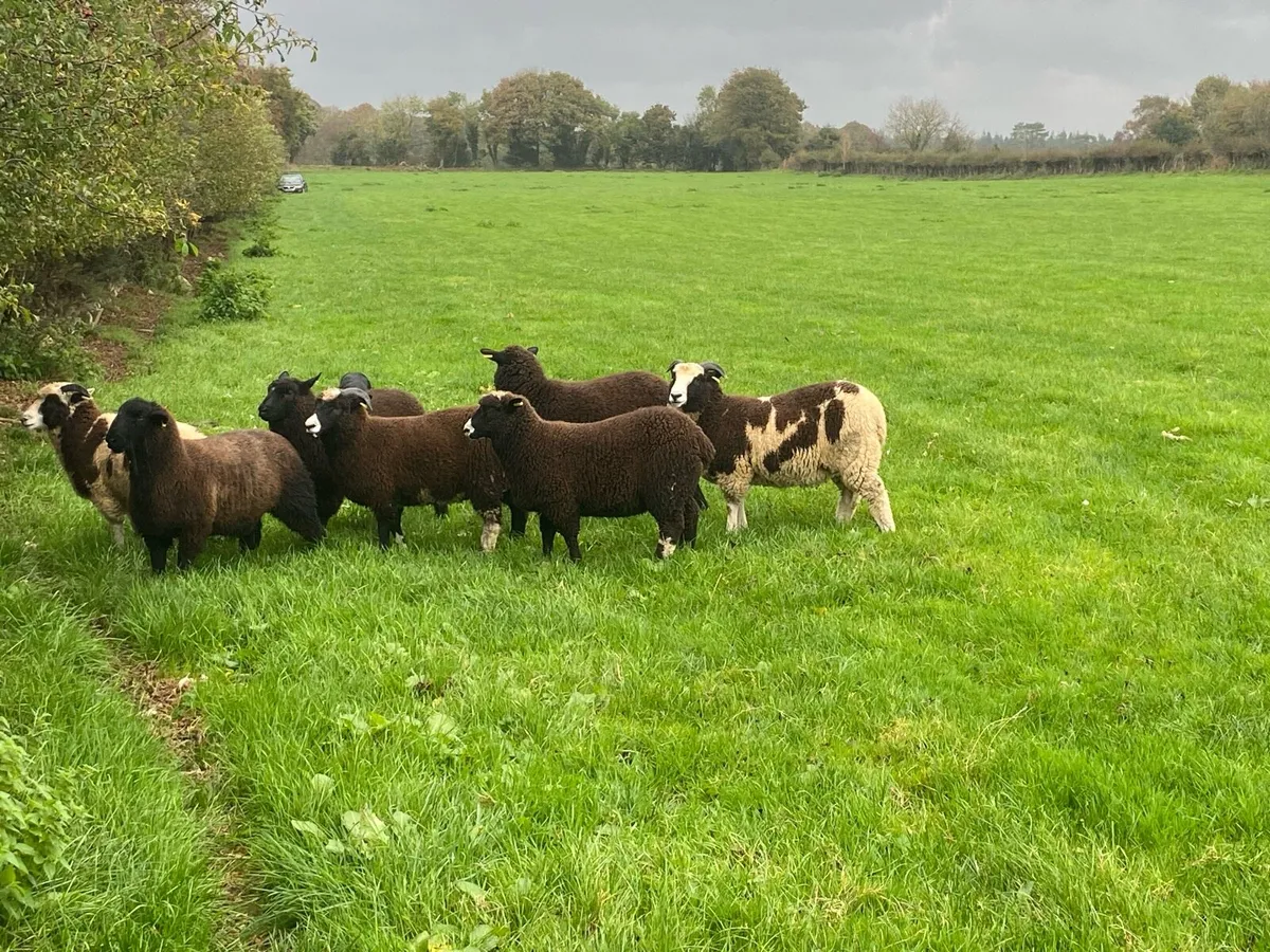 Jacob cross ewe lambs - Image 3