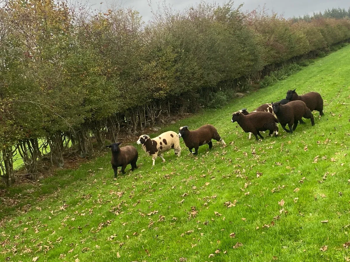 Jacob cross ewe lambs - Image 4