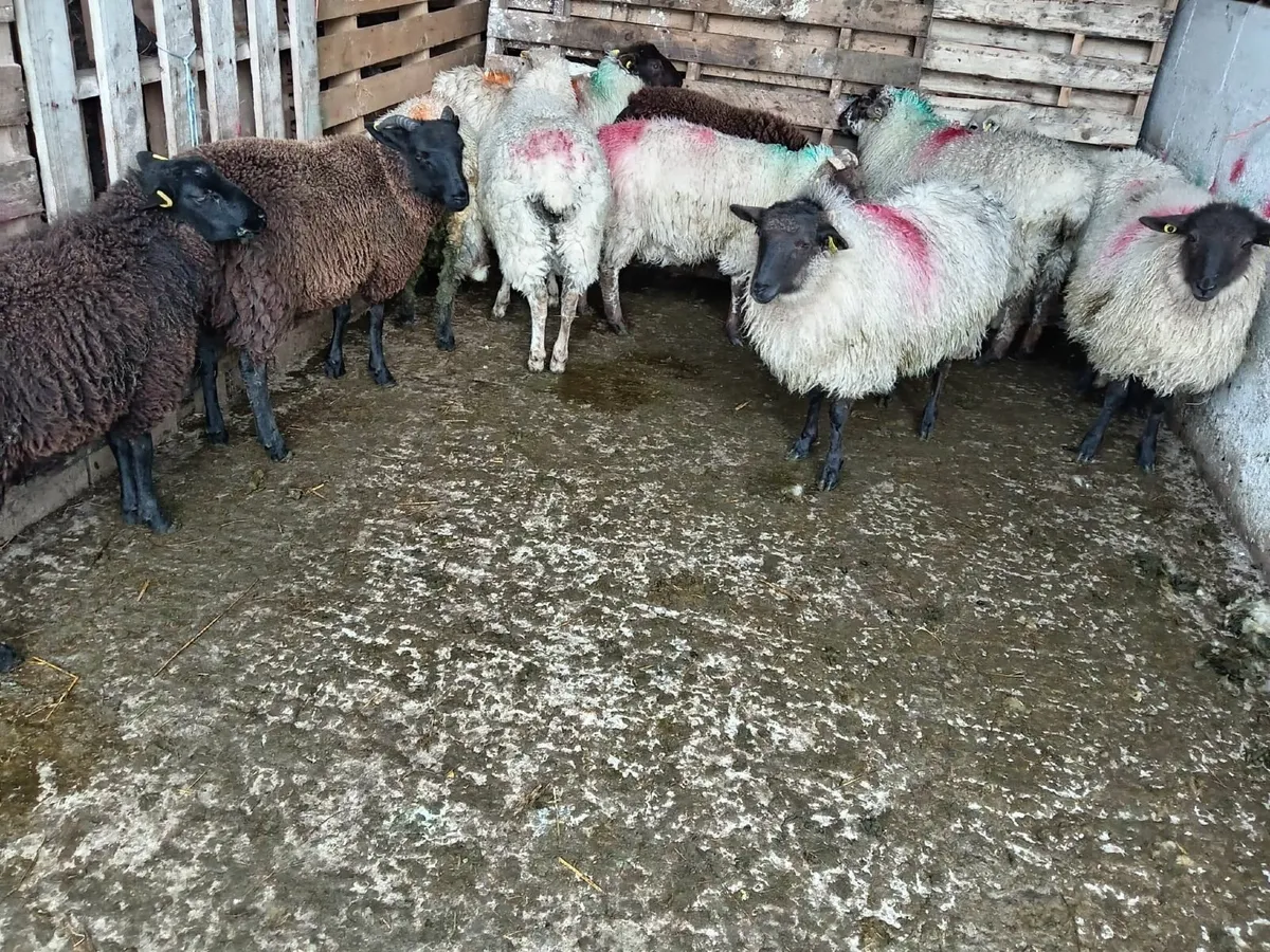 12 crossbred ewe lambs,Bangor Erris, - Image 4