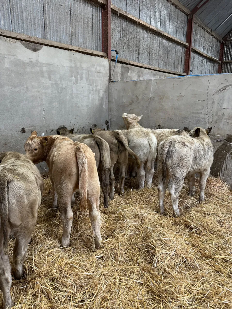 Charolais heifers - Image 4