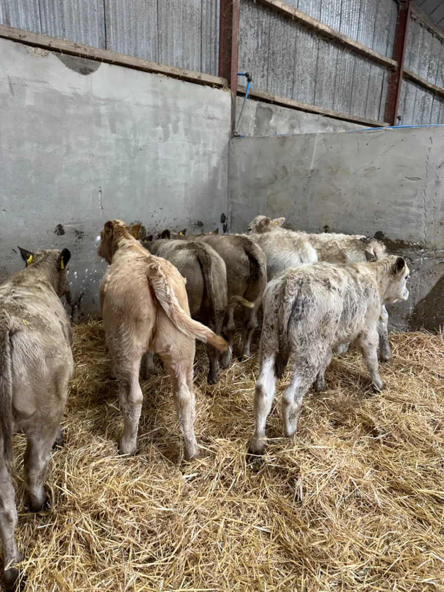 Charolais heifers - Image 3