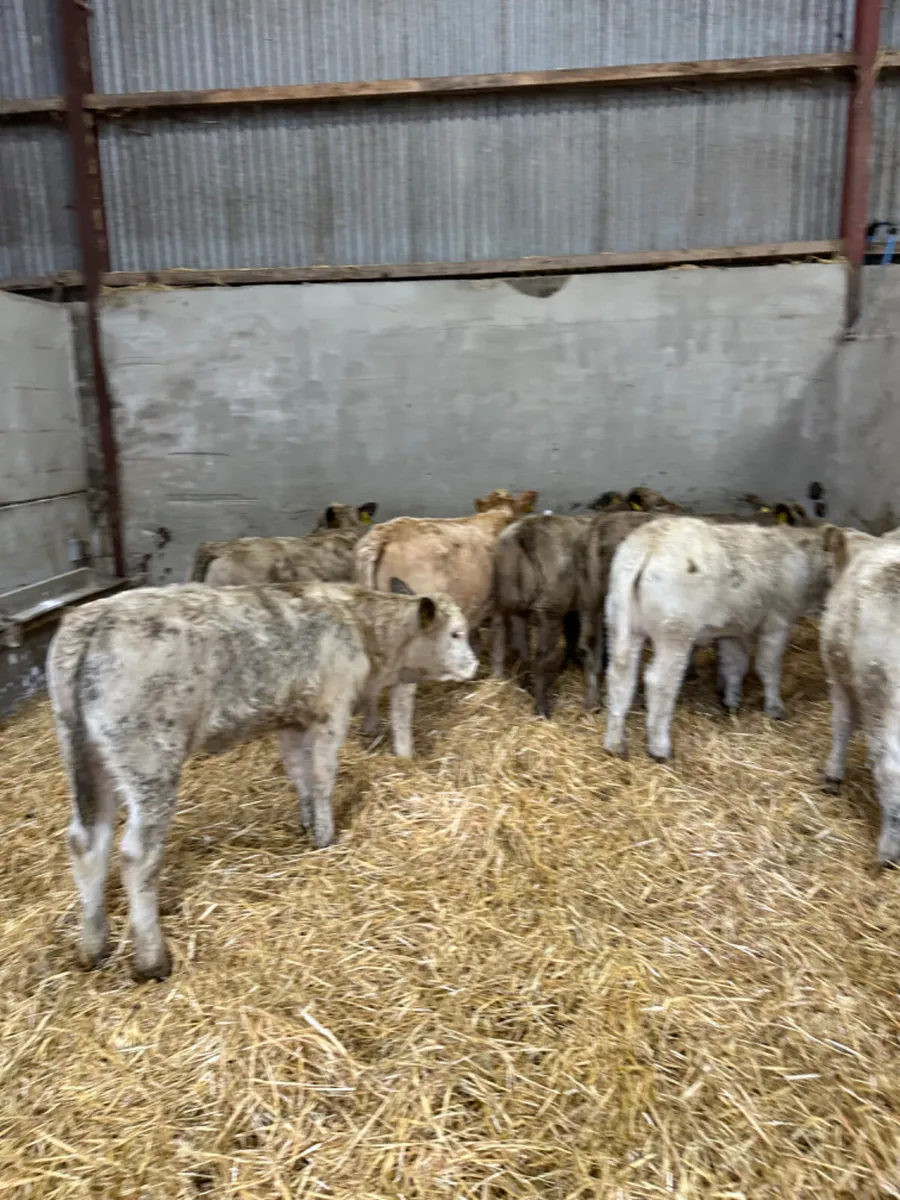 Charolais heifers - Image 1