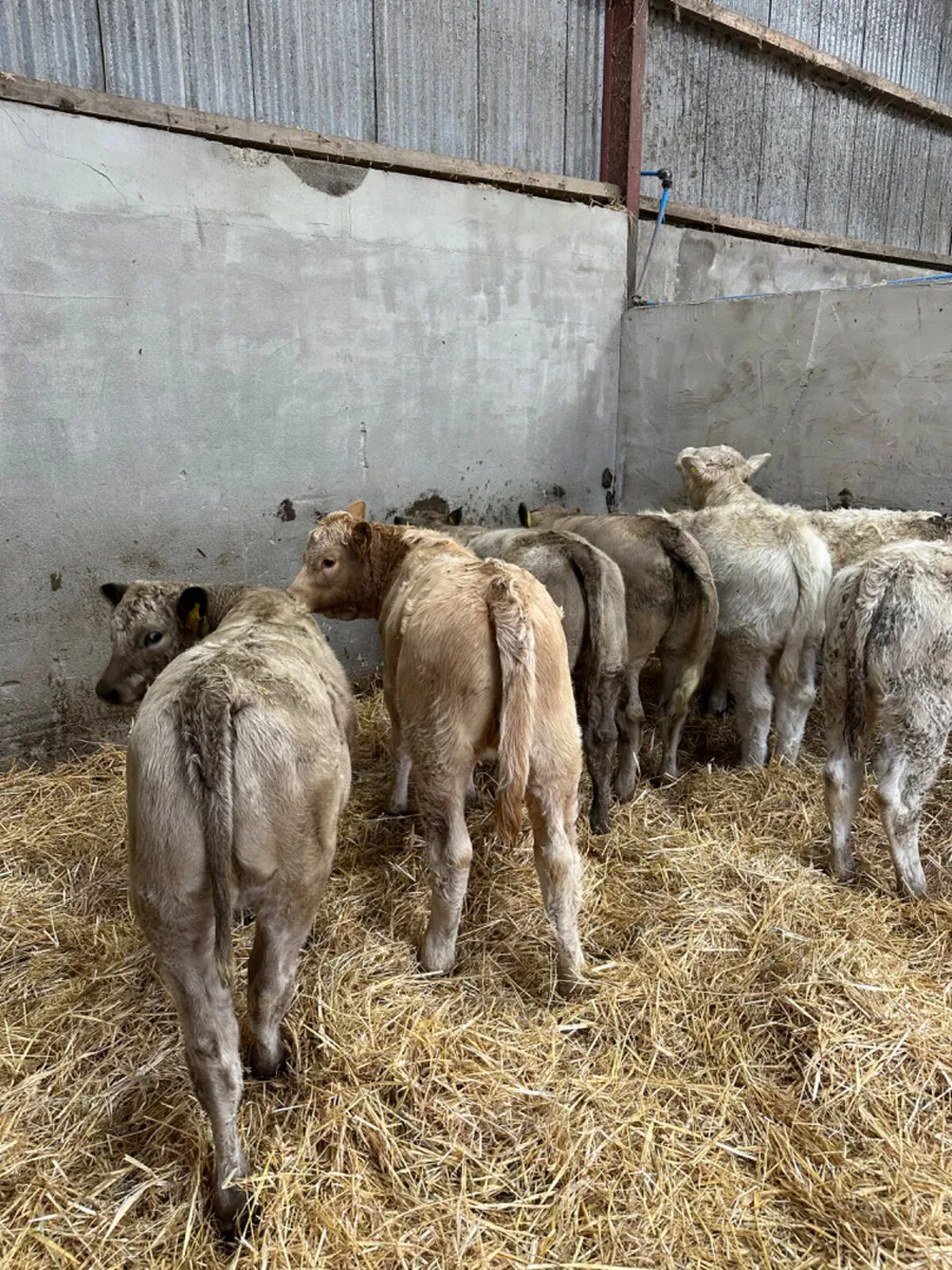 Charolais heifers - Image 2