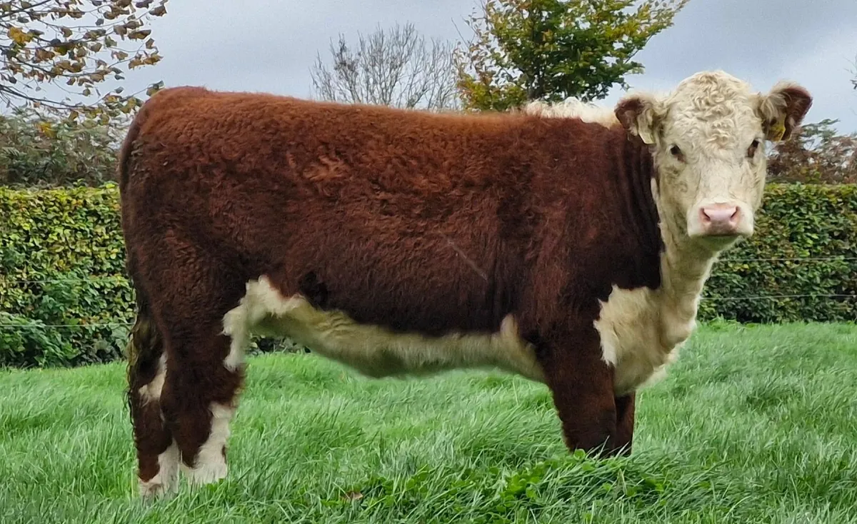 Pedigree Hereford Heifer - Image 1