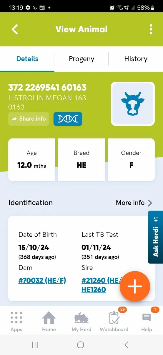 Pedigree Hereford Heifer - Image 4