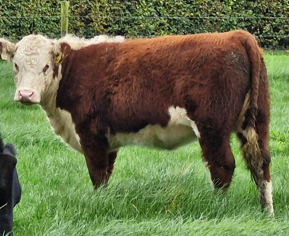 Pedigree Hereford Heifer - Image 2