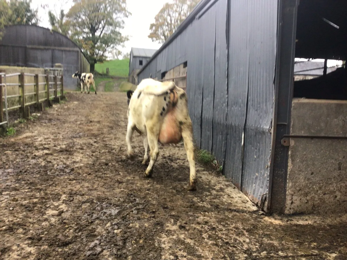 Dairy heifers - Image 1