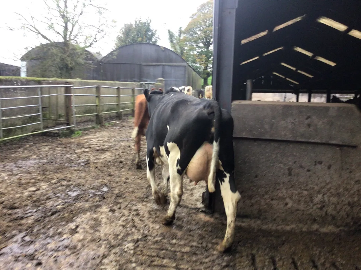 Dairy heifers - Image 2
