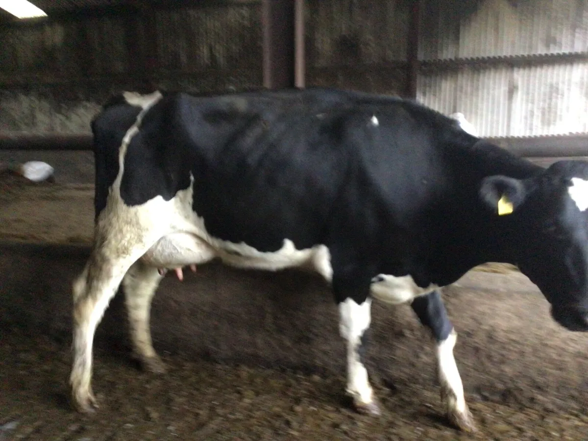 Dairy heifers - Image 3