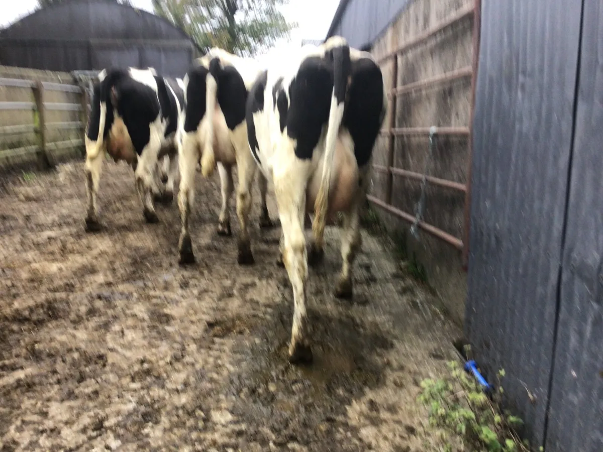 Dairy heifers - Image 4