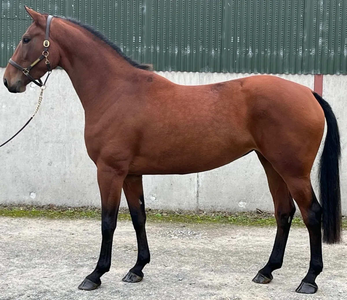 Tyson x Ard Vdl Douglas - Image 1