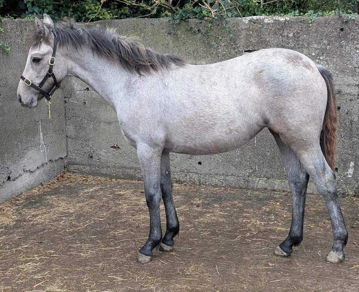 Connemara filly foals - Image 4
