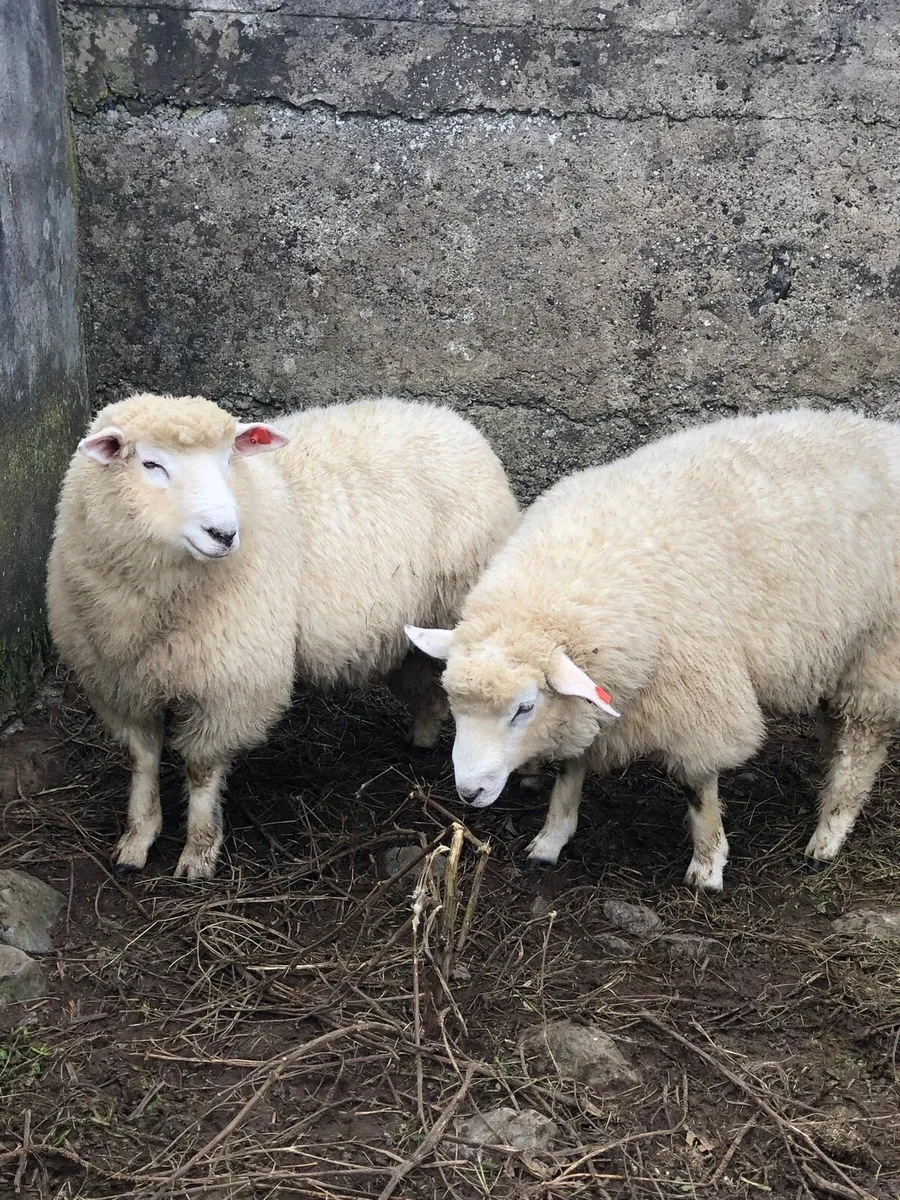 Galway Hogget and Ram Lambs - Image 1