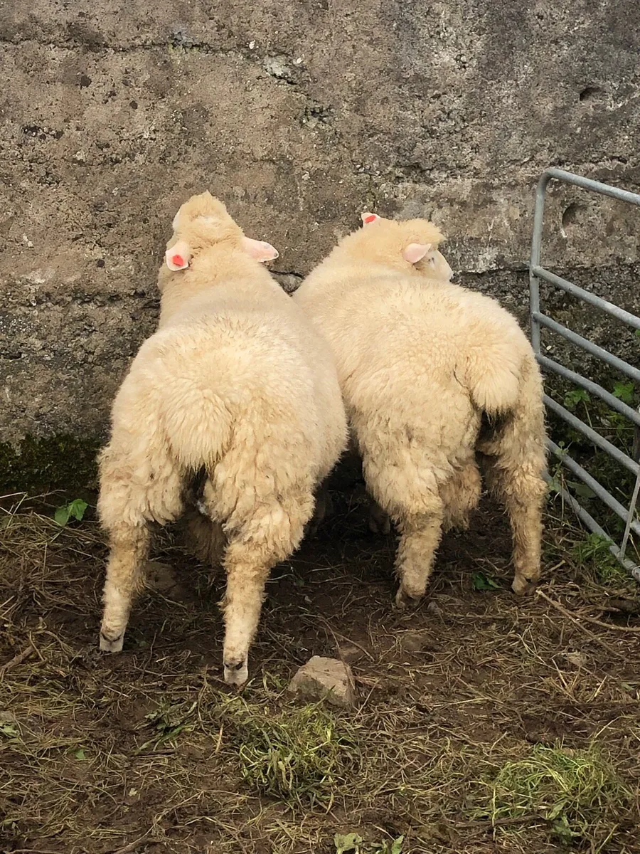 Galway Hogget and Ram Lambs - Image 2