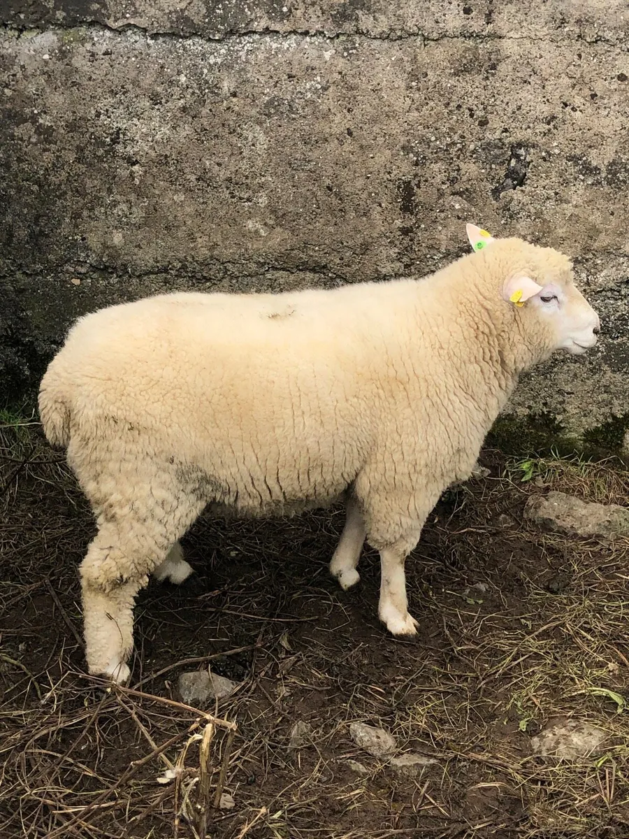 Galway Hogget and Ram Lambs - Image 3