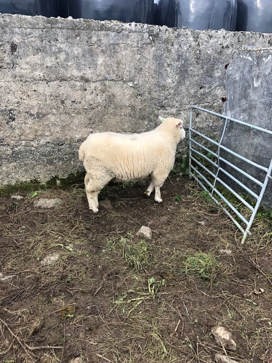 Galway Hogget and Ram Lambs - Image 4