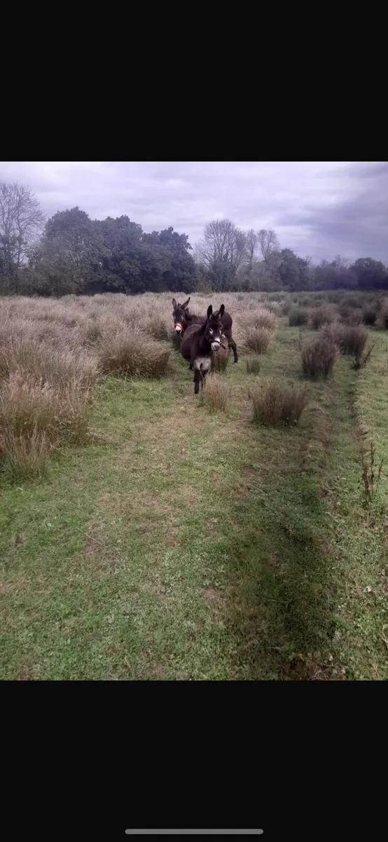 2 mare donkeys - Image 2