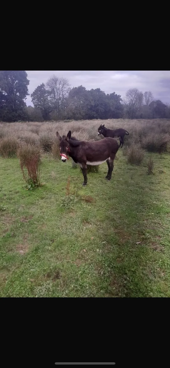 2 mare donkeys - Image 1