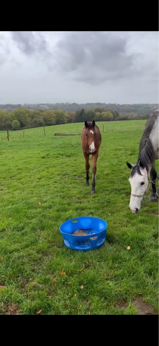 Bay Colt foal - Image 3