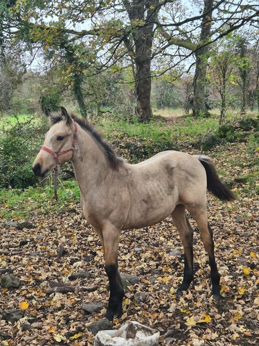 Dun Colt Foal - Image 1