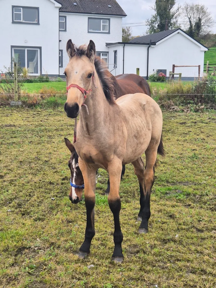 Dun Colt Foal - Image 2