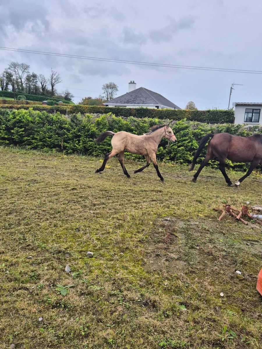 Dun Colt Foal - Image 3