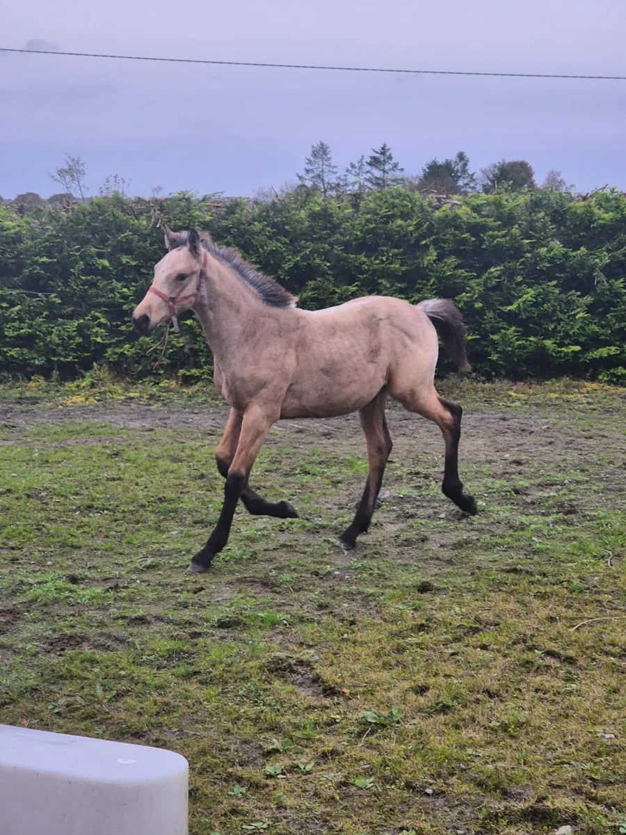 Dun Colt Foal - Image 4