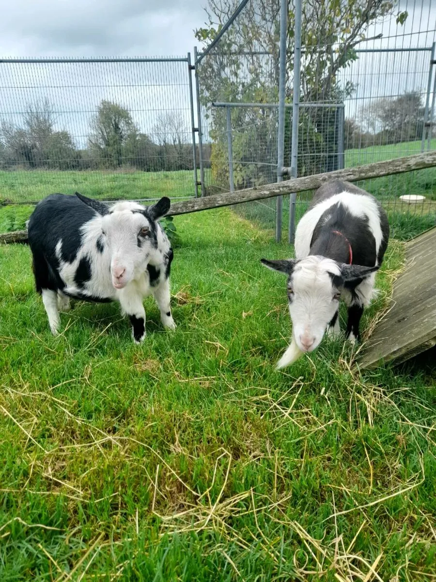 Nanny pygmy goats purebred and dehorned - Image 1