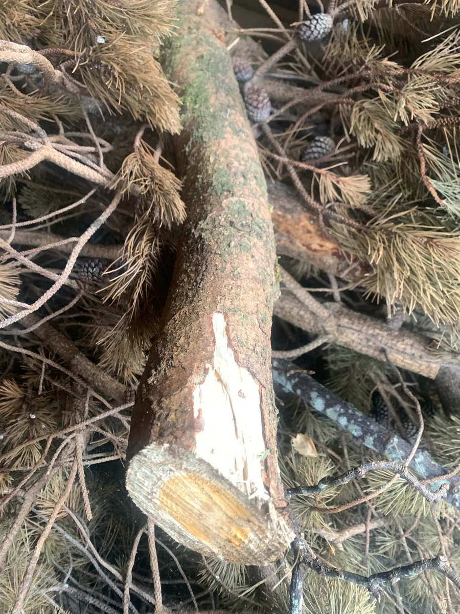Wood for stove or open fire - Image 3