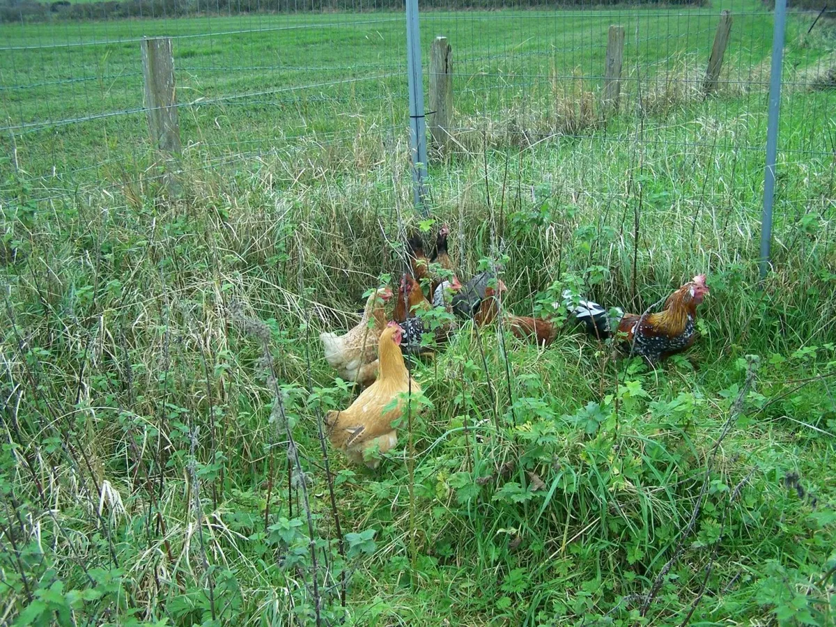 free pigs and chickens - Image 1